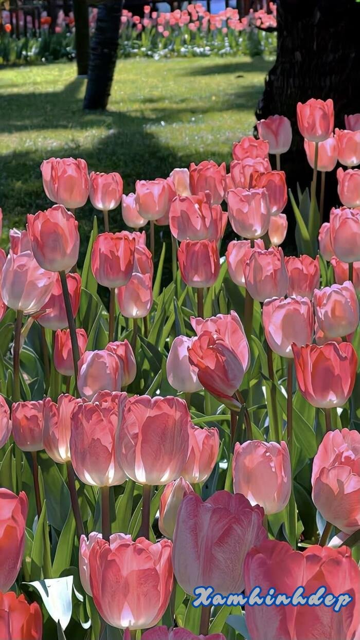 ảnh hoa tulip aethetics đẹp