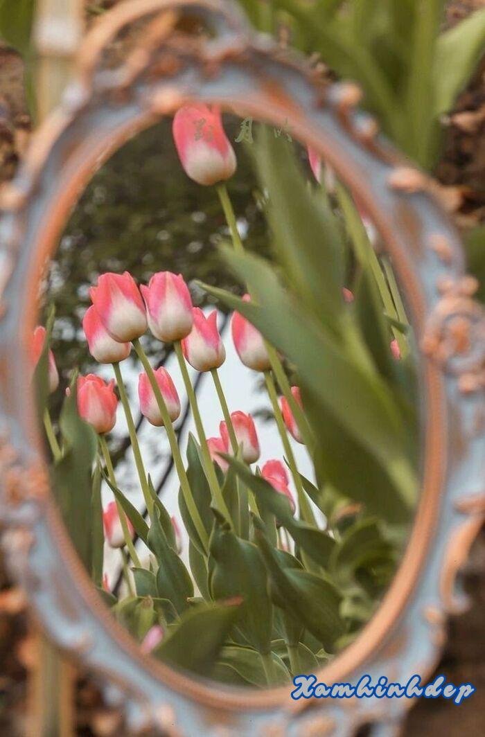 ảnh hoa tulip aethetics siêu xinh