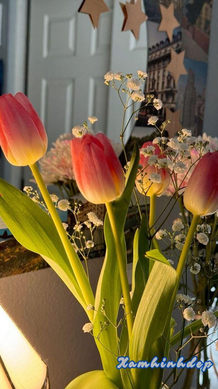 ảnh hoa tulip aethetics xinh