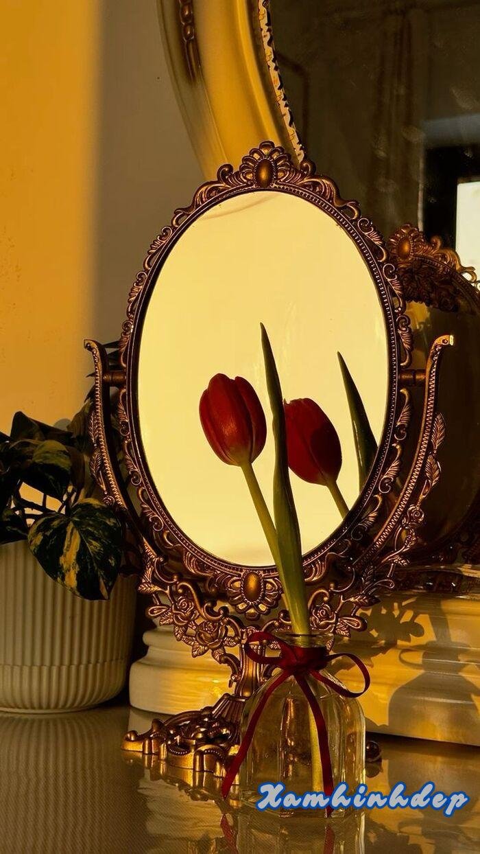 ảnh hoa tulip aethetics