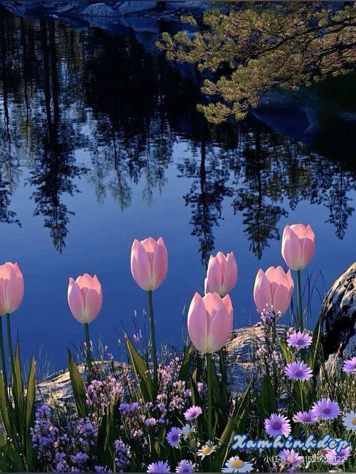 ảnh hoa tulip cực đẹp