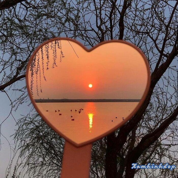 ảnh hoa tulip đẹp nhất