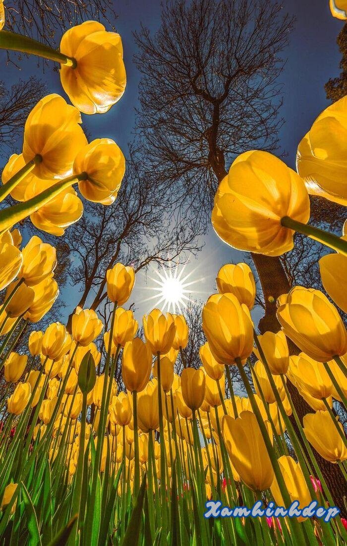 ảnh hoa tulip đẹp