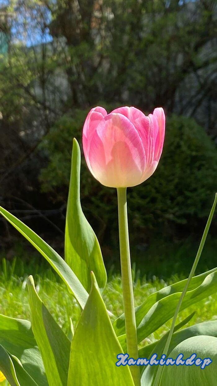 ảnh hoa tulip hồng