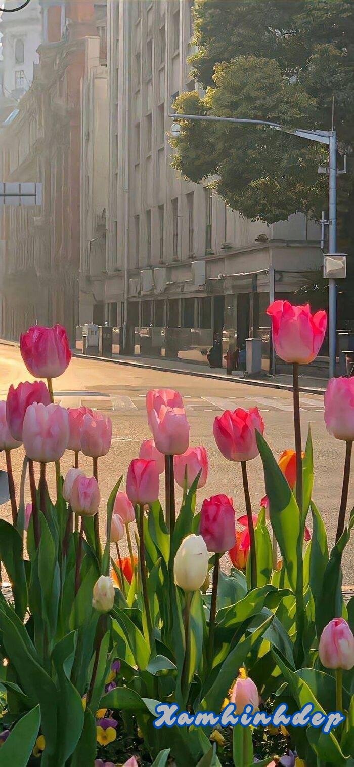 ảnh hoa tulip siêu đẹp