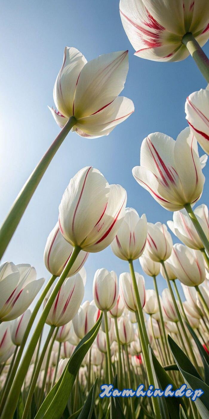 ảnh hoa tulip trắng