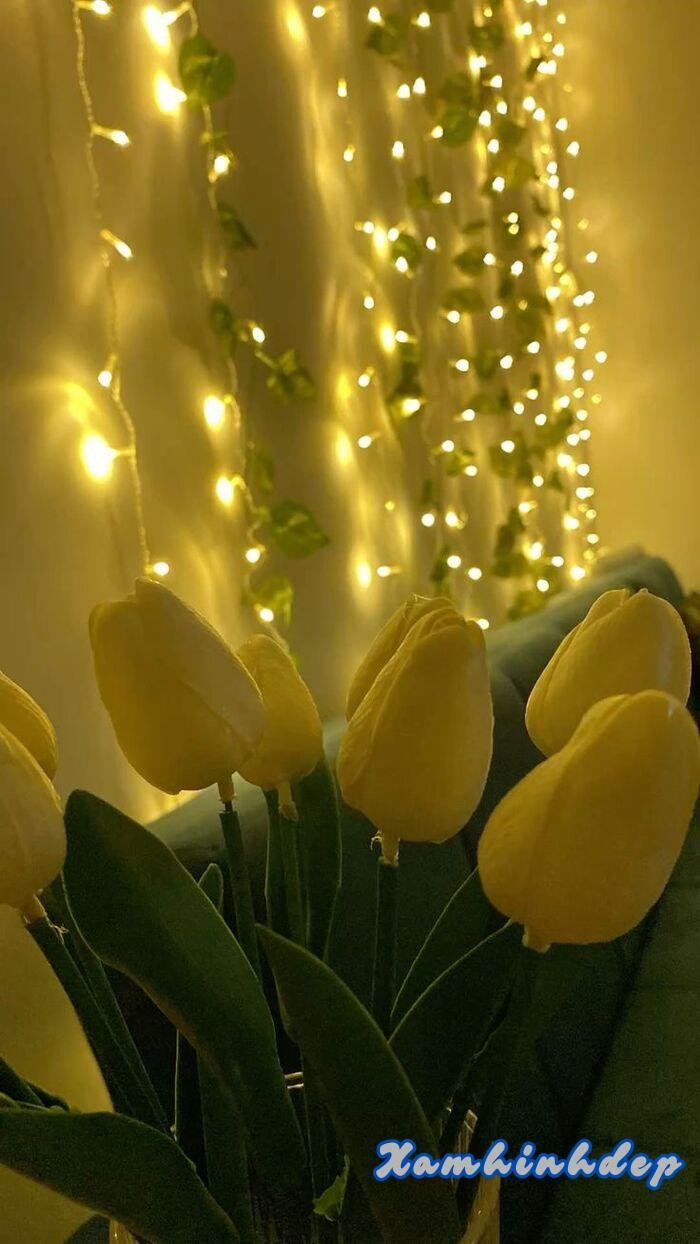 ảnh hoa tulip vàng đẹp