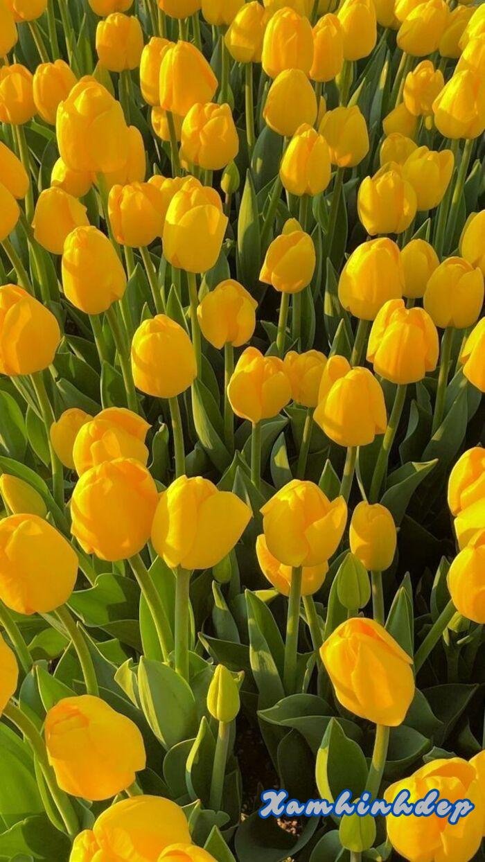 ảnh hoa tulip vàng