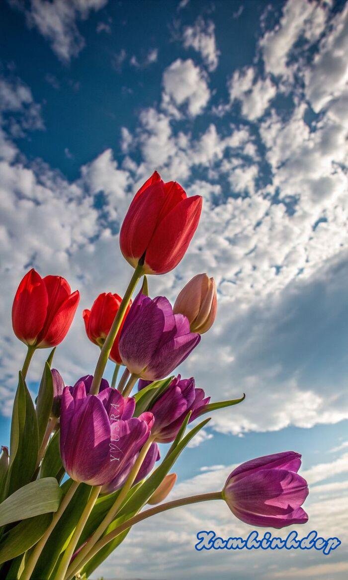 ảnh hoa tulip xinh nhất