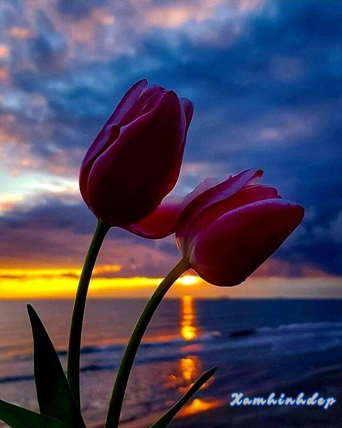 ảnh hoa tulip