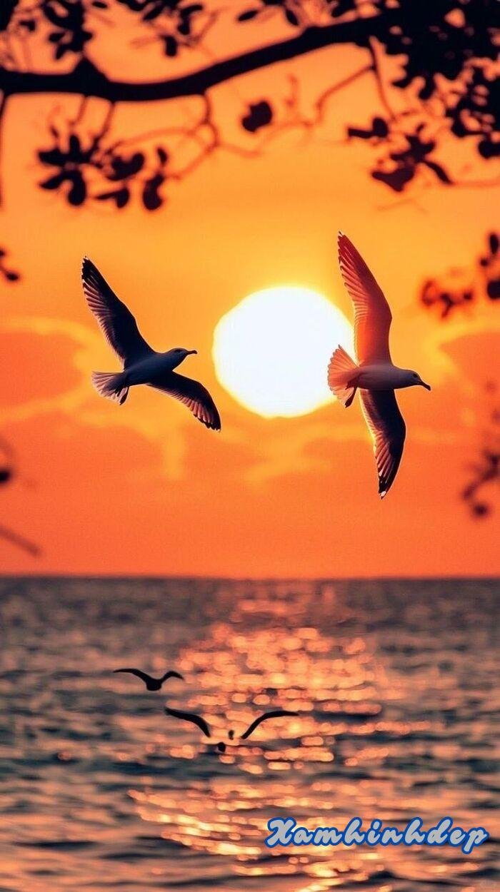 ảnh hoàng hôn đẹp nhất