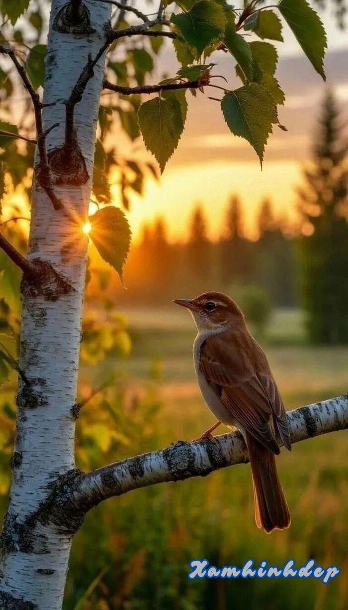 ảnh hoàng hôn hot nhất