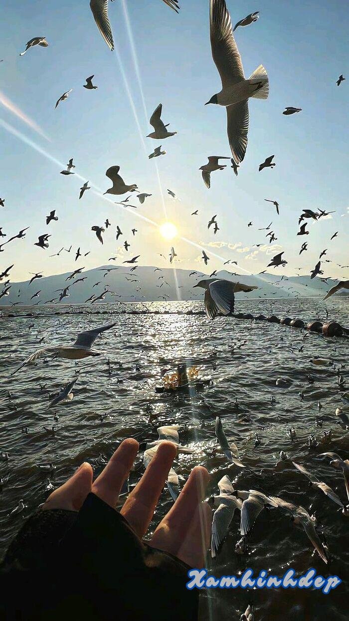 ảnh thiên nhiên 5s full