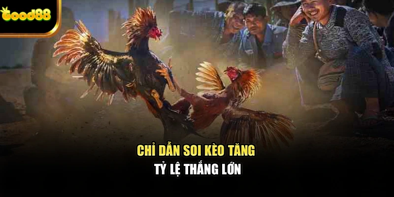 chi-dan-soi-keo-tang-ty-le-thang-lon