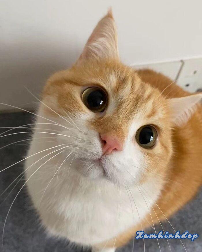 hình ảnh con mèo đáng yêu đẹp full hd