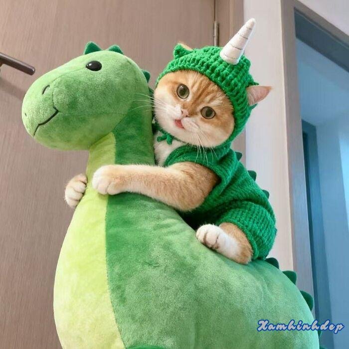 hình ảnh con mèo đáng yêu đẹp hd