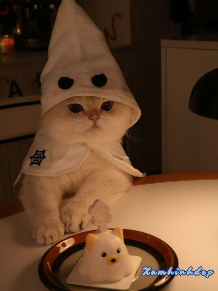 hình ảnh con mèo đáng yêu đẹp nhất full hd