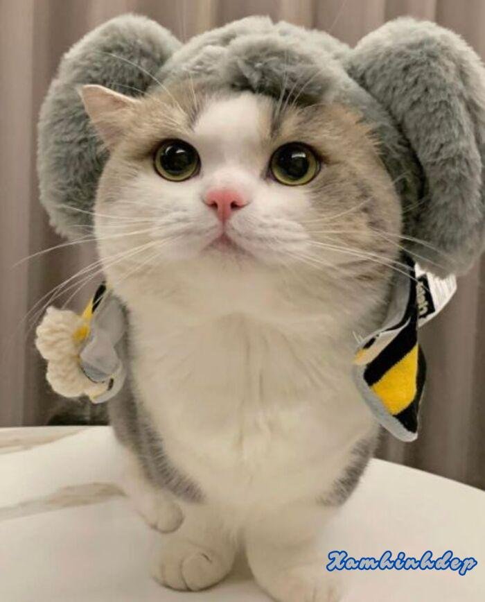 hình ảnh con mèo đáng yêu đẹp nhất hd