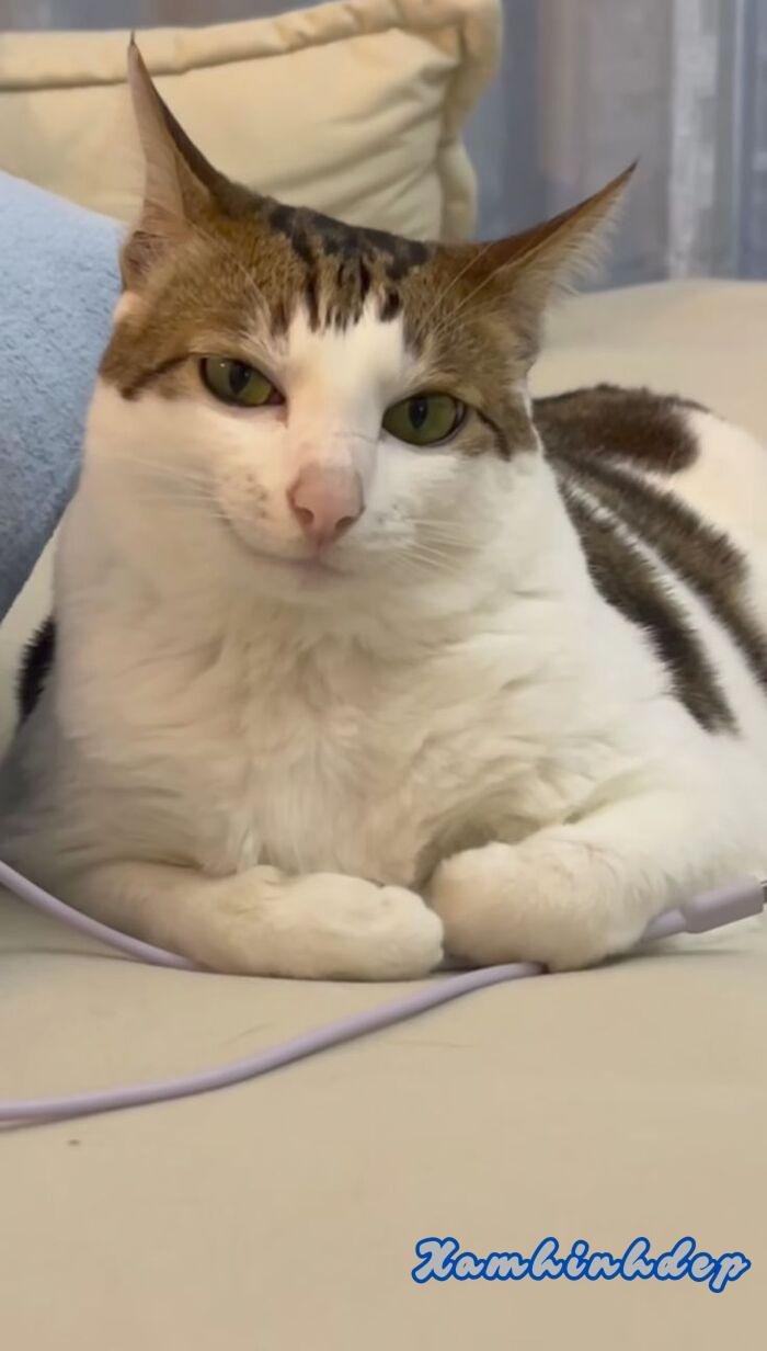 hình ảnh con mèo đáng yêu đẹp nhất