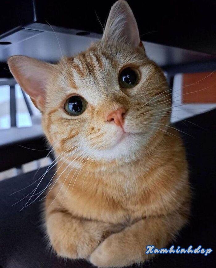 hình ảnh con mèo đáng yêu đẹp