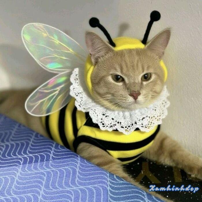 hình ảnh con mèo đáng yêu nhất full hd