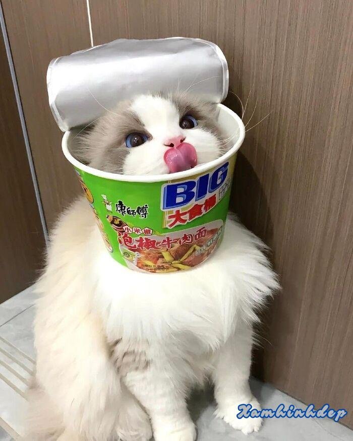 hình ảnh con mèo đáng yêu nhất hd