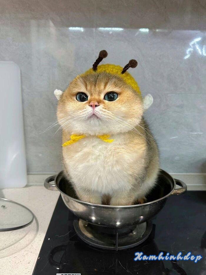 hình ảnh con mèo đáng yêu nhất