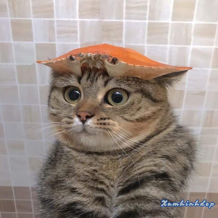 hình ảnh con mèo đáng yêu xỉu full hd