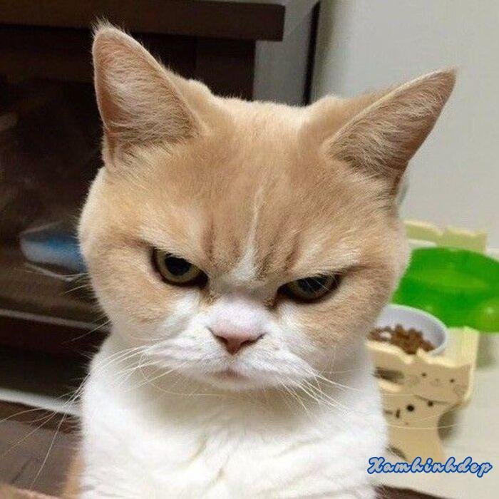 hình ảnh con mèo đáng yêu xỉu hd