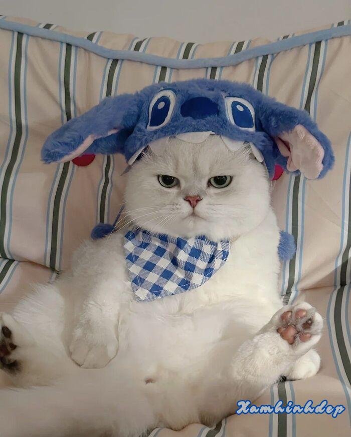 hình ảnh con mèo đáng yêu xỉu