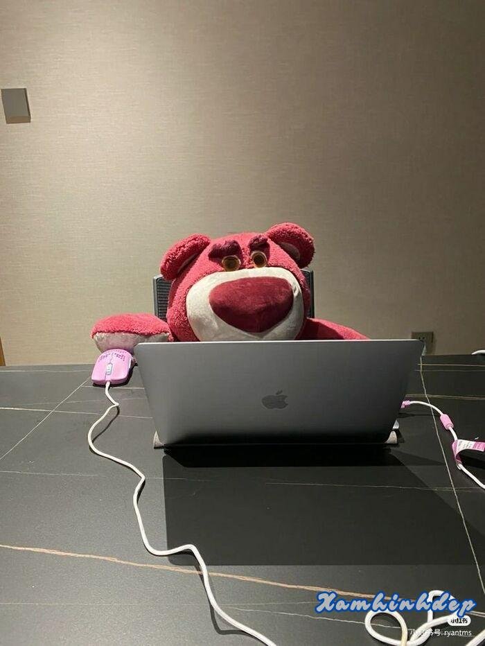 hình ảnh gấu dâu dễ thương đẹp nhất