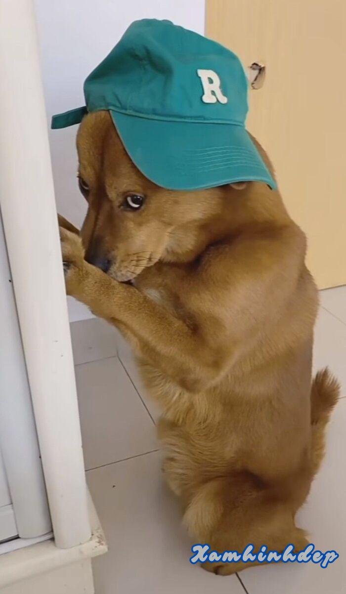 hình ảnh hài hước chó