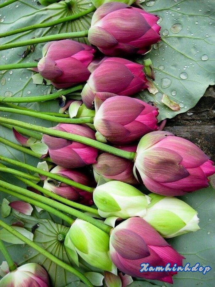 hình ảnh hoa sen bó đẹp nhất