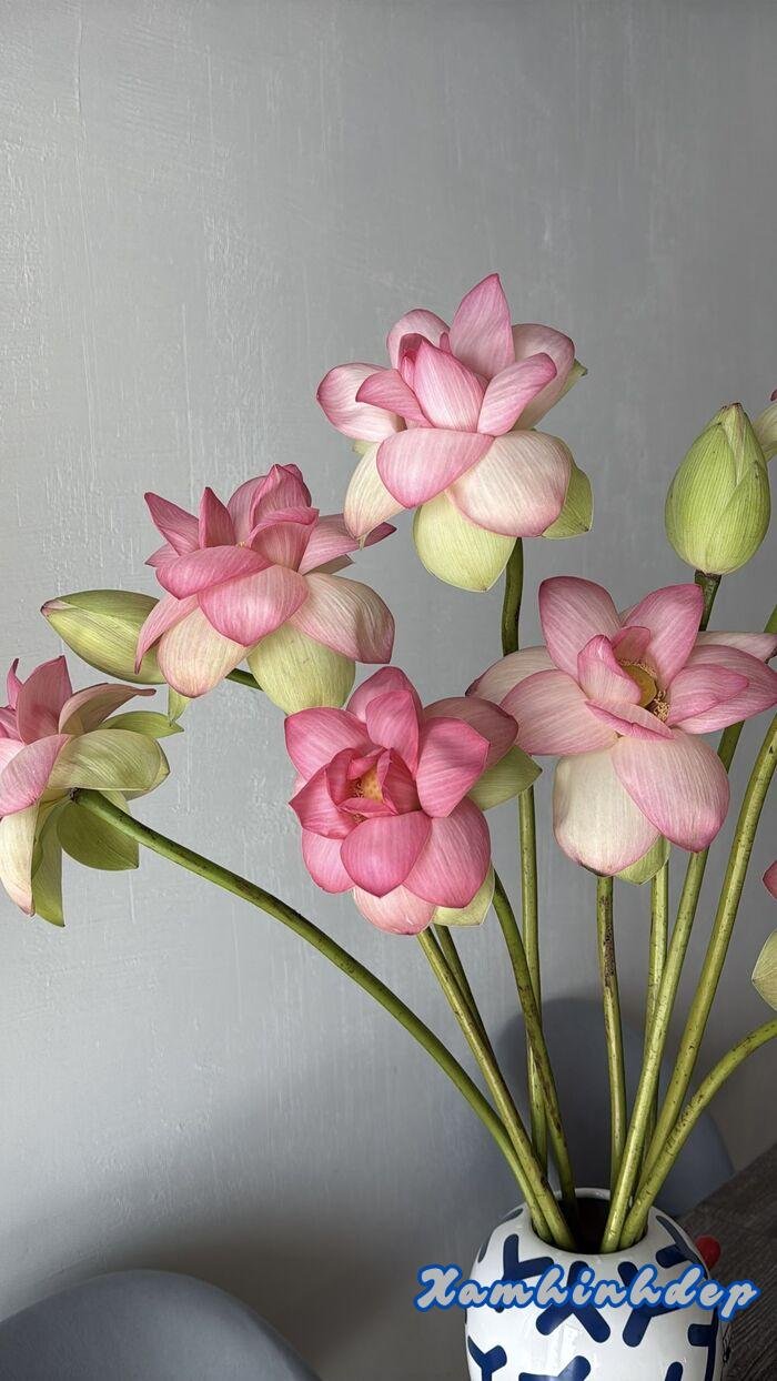 hình ảnh hoa sen cực xinh