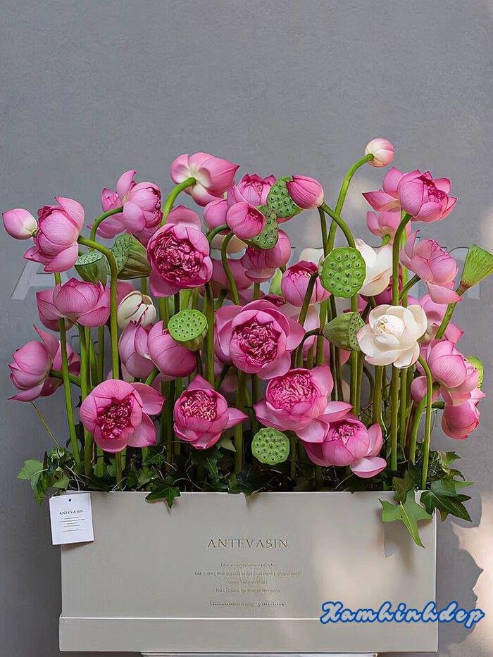 hình ảnh hoa sen lãng hoa