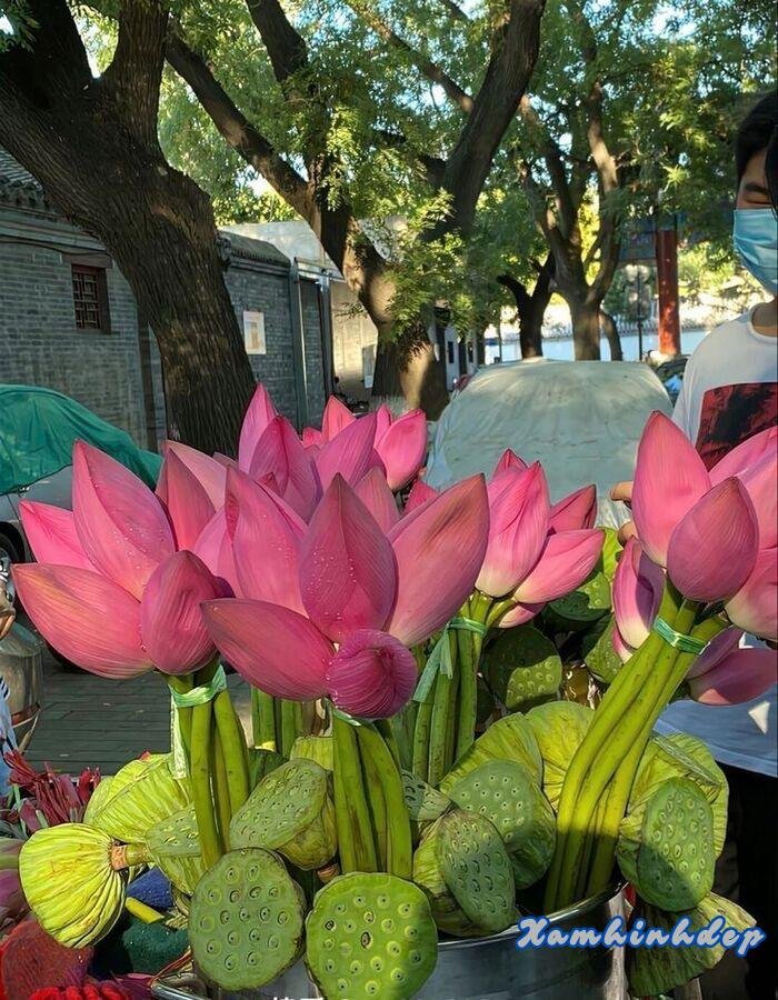 hình ảnh hoa sen nở đẹp