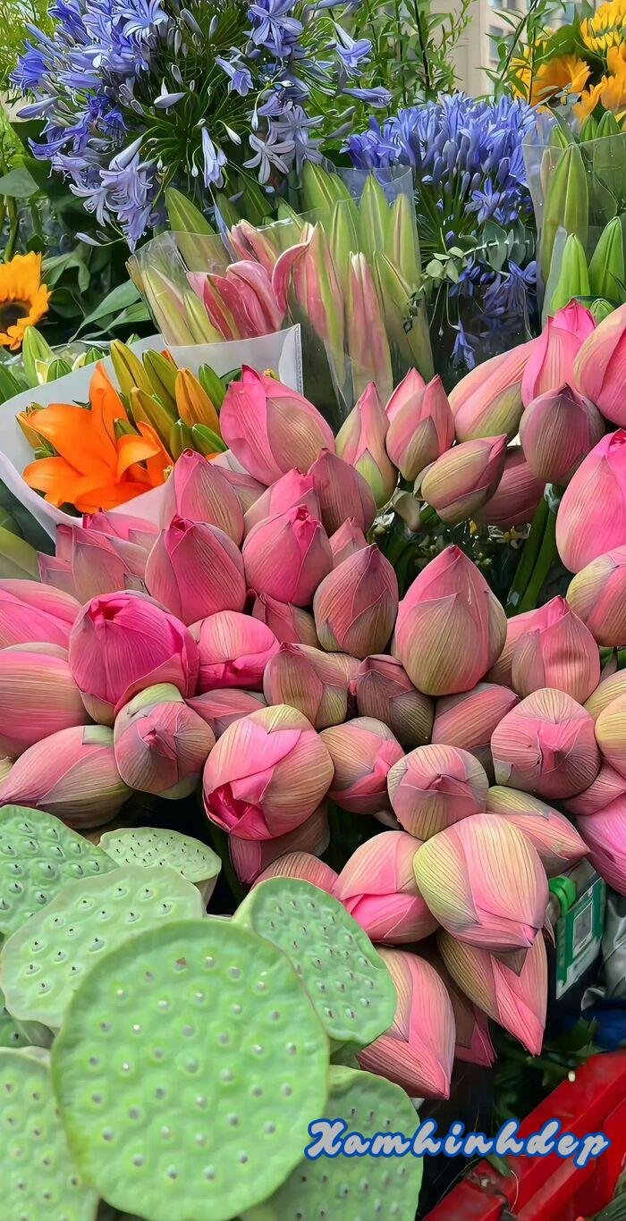 hình ảnh hoa sen nở xinh đẹp