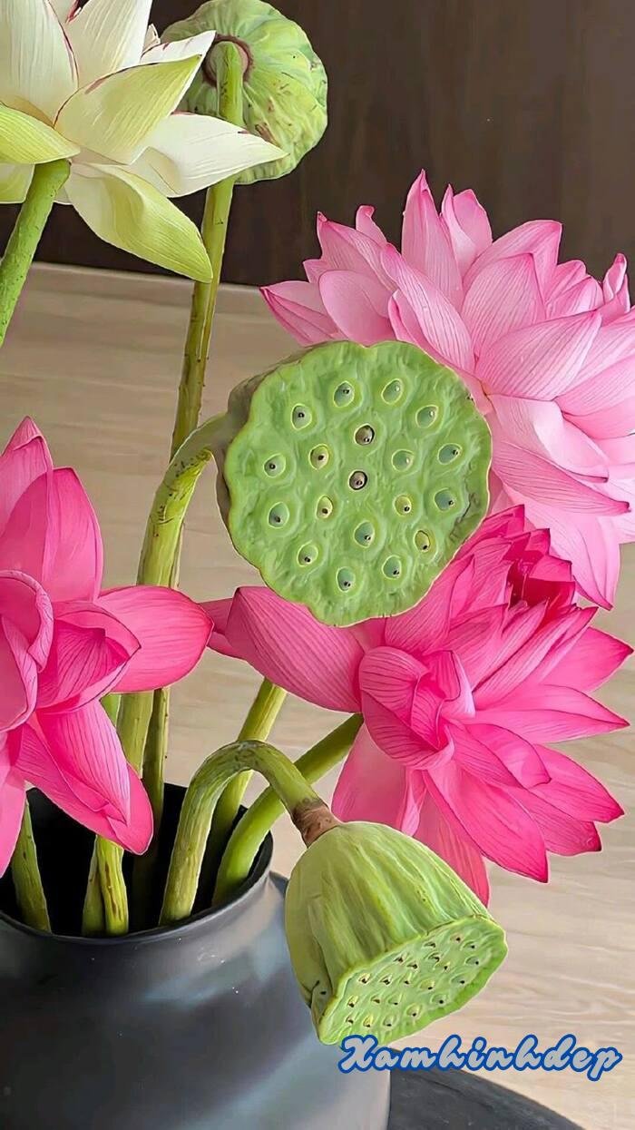 hình ảnh hoa sen nở xinh