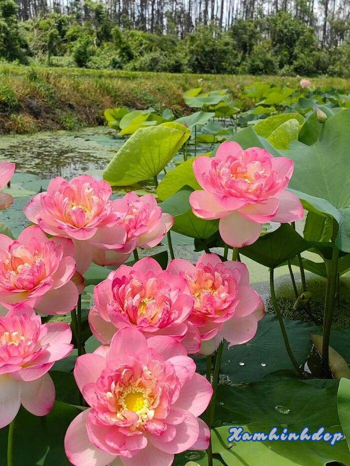 hình ảnh hoa sen nở