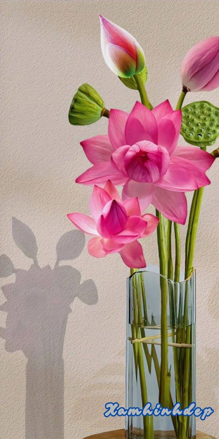 hình ảnh hoa sen trang trí