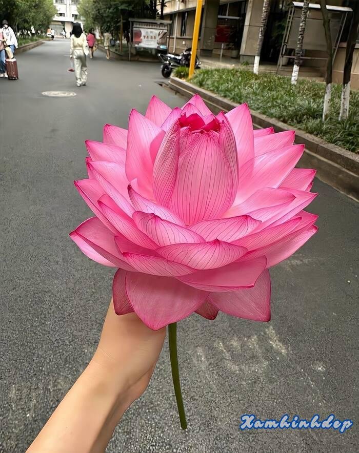 hình ảnh hoa sen xinh yêu
