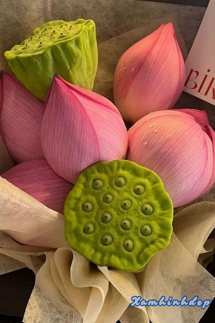 hình ảnh hoa sen xinh