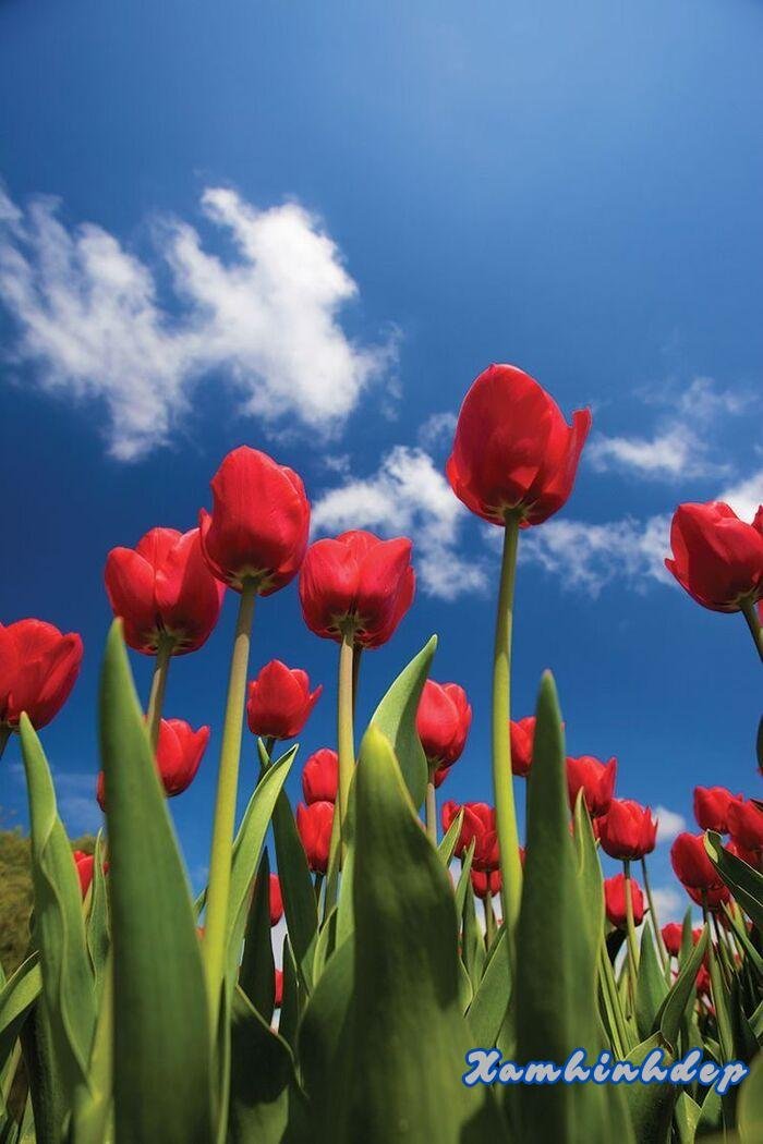 hình ảnh hoa tulip aethetics đẹp