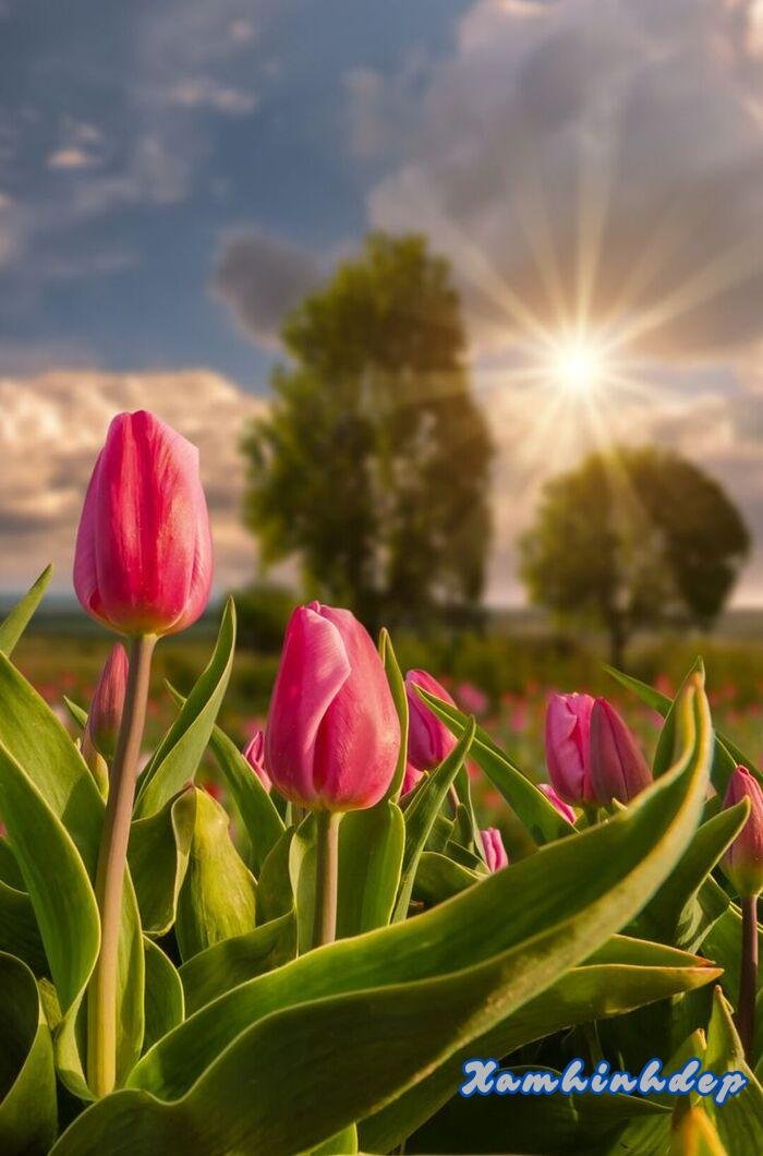 hình ảnh hoa tulip aethetics