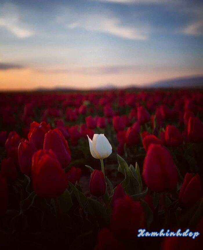 hình ảnh hoa tulip cực xinh