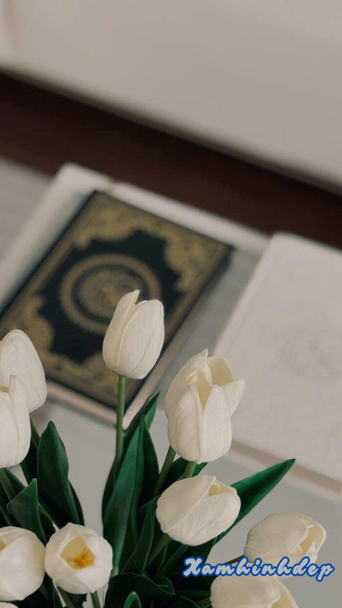 hình ảnh hoa tulip xinh aethetics đẹp