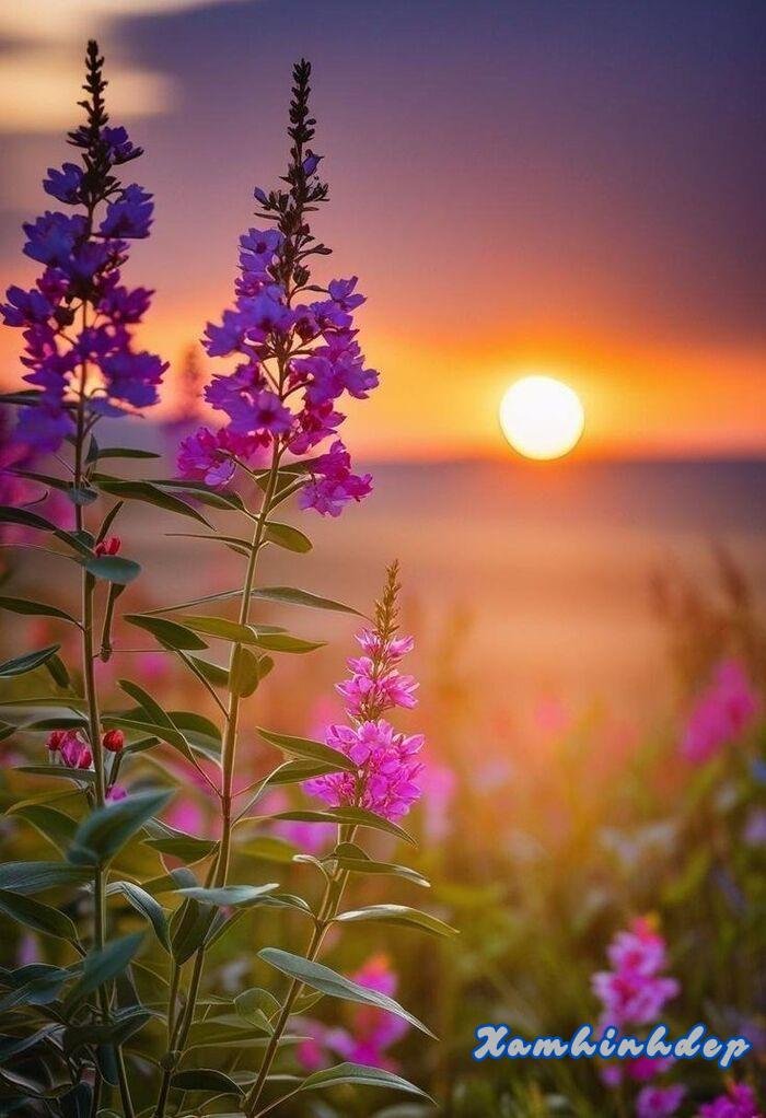 hình ảnh hoàng hôn đẹp hd