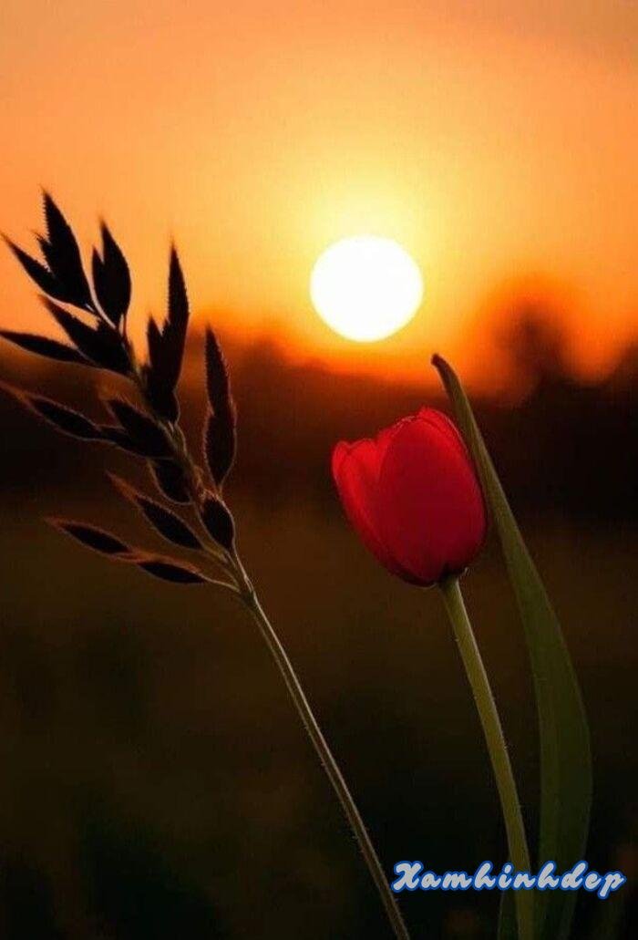 hình ảnh hoàng hôn đẹp nhất hd