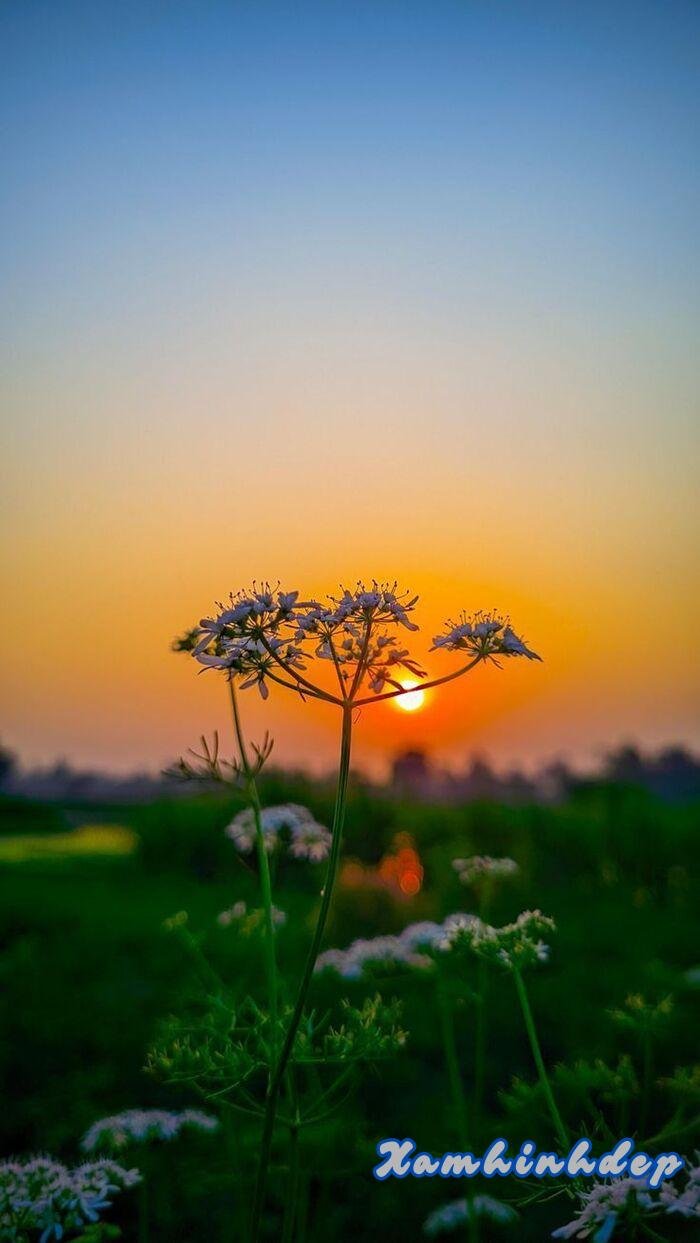 hình ảnh hoàng hôn đẹp thơ hd