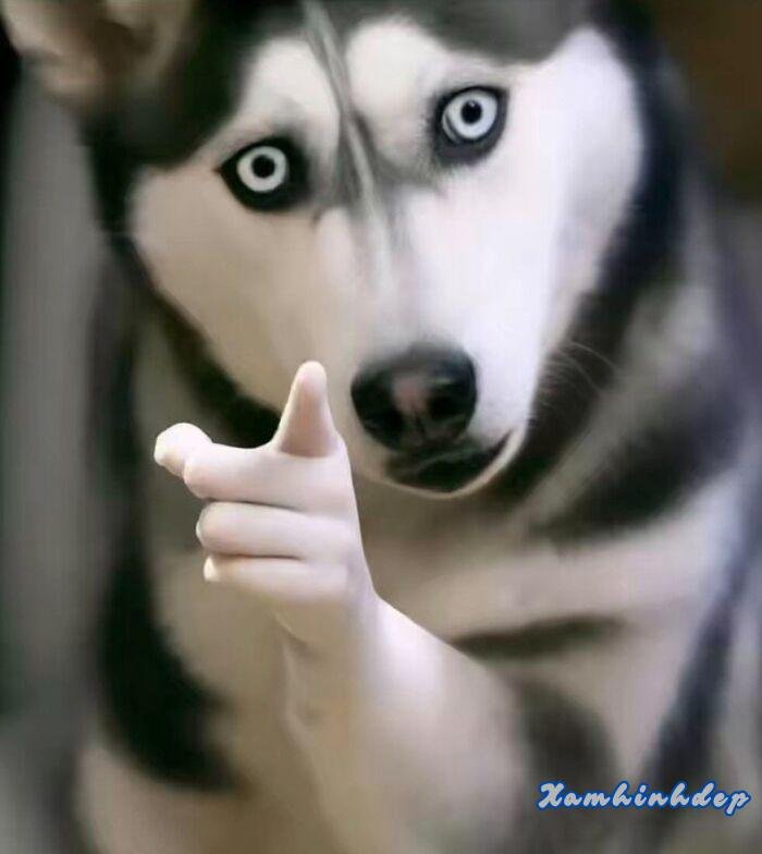 hình hài hước con chó